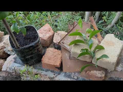 Видео: Посадка саженцев: Апельсина,Мандарина в открытый грунт