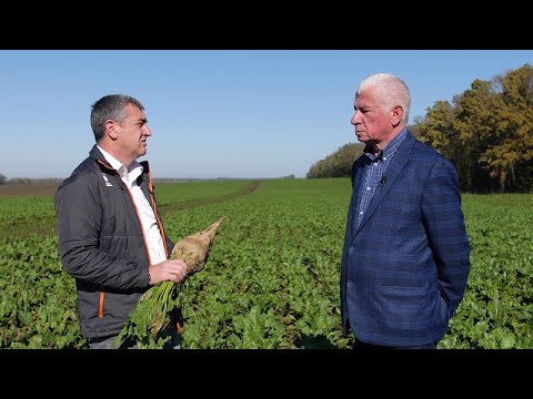 Видео: 800 ц/га: гибриды сахарной свёклы KWS в АФ "Прогресс" // Интервью с Неженцом А.В.