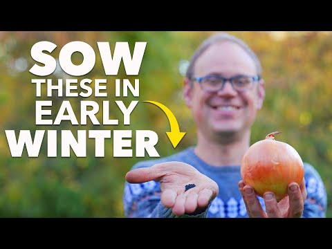 Видео: Вы должны посеять эти семена в начале зимы