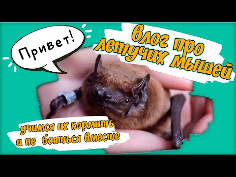 Видео: ЛЕТУЧИЕ МЫШИ - влог 🦇 Можно ли их содержать дома?