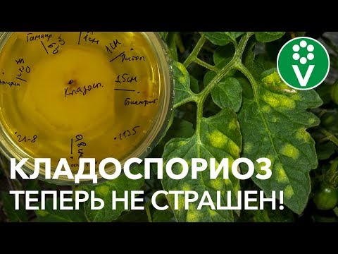 Видео: Это ЛУЧШЕЕ СРЕДСТВО ОТ КЛАДОСПОРИОЗА!