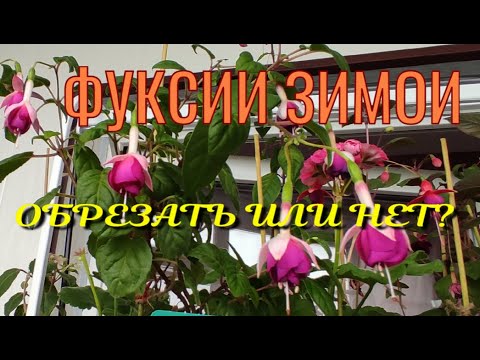 Видео: Фуксии зимой. Надо ли обрезать?