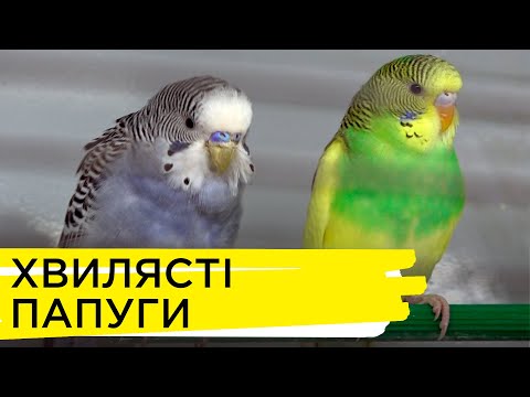 Видео: Хвилясті папуги