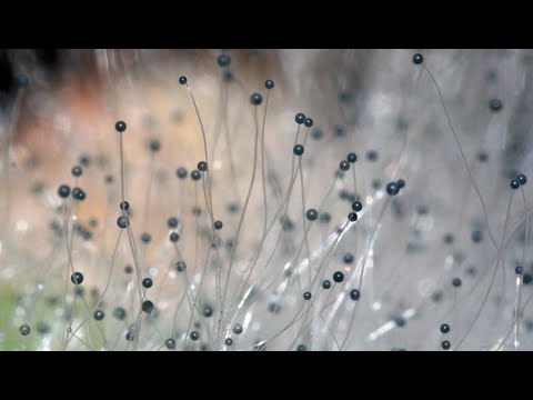 Видео: Культивация созависимости и спрос на шарлатанство