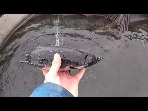 Видео: Рост годовика Ленского осетра зимой. Что да как, с цифрами!