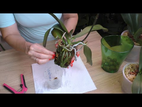 Видео: Пересадка орхидеи. Росла в неожиданном для  меня грунте.