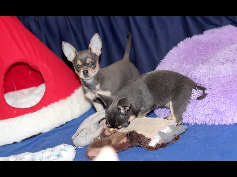 Видео: Голубые, Лиловые Чихуахуа. Ответы на вопросы