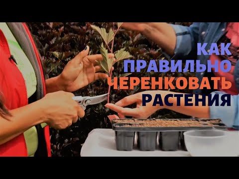 Видео: Черенкование декоративных кустарников. Два способа