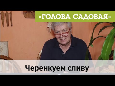 Видео: Голова садовая - Черенкуем сливу