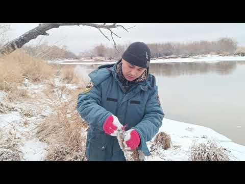 Видео: Желанный трофей 2 