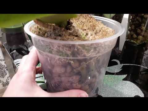 Видео: Керамзит - мега-субстрат для орхидей))Тест-драйв.