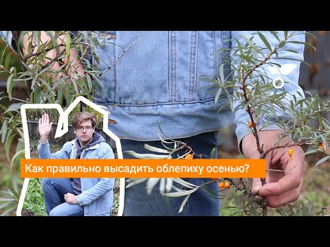 Видео: Как правильно высадить облепиху осенью?