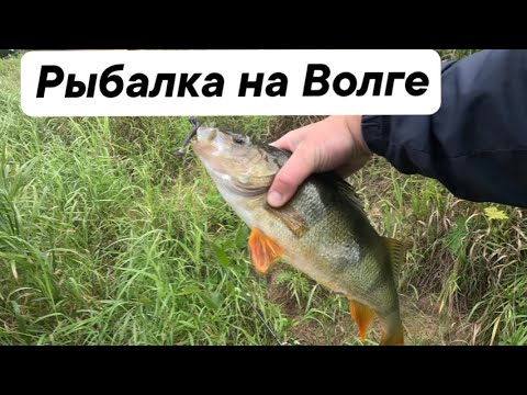 Видео: Рыбалка на Волге, выше Твери