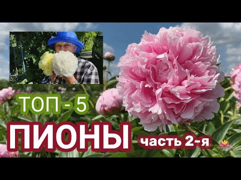 Видео: Их у нас много! Пионы, которые хорошо растут. Часть 2 / Сад Ворошиловой