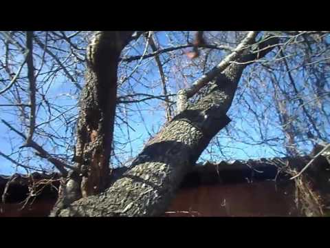 Видео: 15. Весенний сибирский сад глазами В. Железова