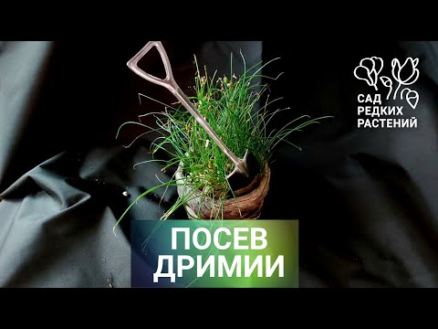 Видео: Семена малютки-дримии. Инструкция по посеву при помощи лопаты