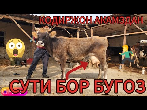 Видео: КОДИРЖОН АКАМЗДАН ПУЛИ АРЗОН СУТИ БОР ШВЕТ БУГОЗЛАР СОТЛАДИ 
