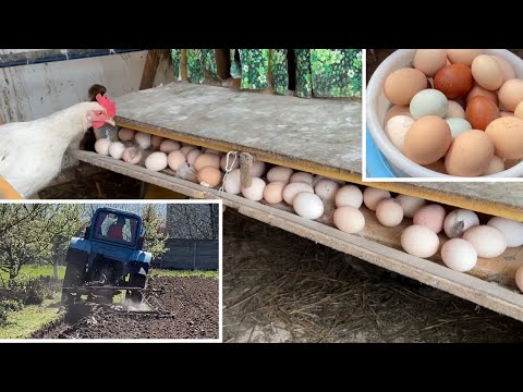 Видео: Результат мгновенно! Приучить кур нестись в гнездо! Огород к посадке готов!