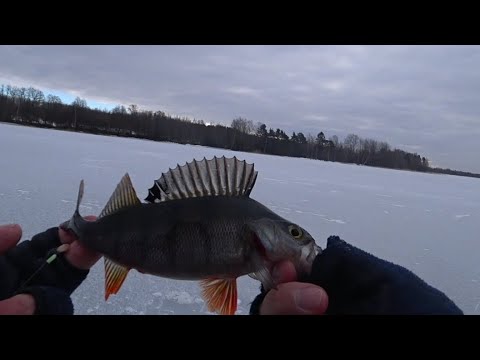 Видео: озеро Глубокое. Рыбалка 10.03.24.