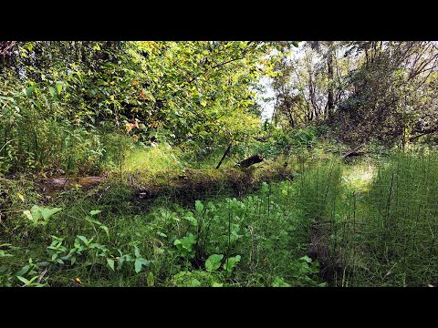 Видео: Спасаем, отпускаем рыбу. Много щурят, язят и налимов!  Ловим рыбу руками в заливных лужах.