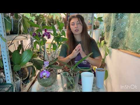 Видео: Почему ПЕРЕСАЖИВАЮ ОРХИДЕИ ОСЕНЬЮ ? Можно ли так делать ? 