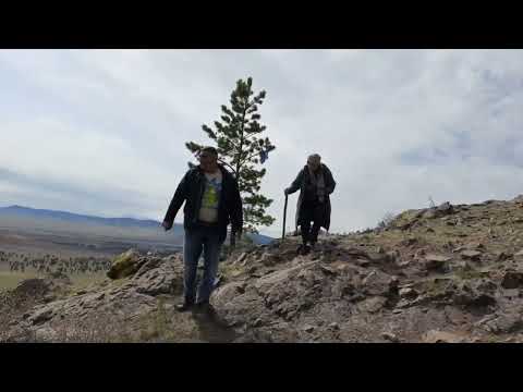 Видео: Абрикосовая роща