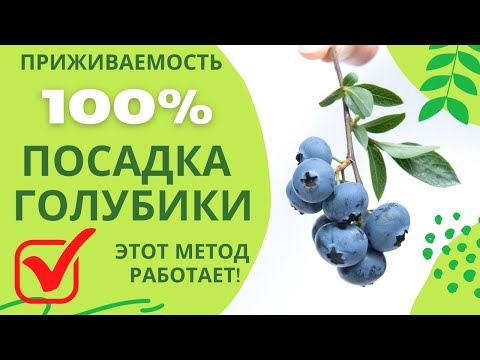 Видео: ПОСАДКА ГОЛУБИКИ СО 100% ПРИЖИВАЕМОСТЬЮ | СЕКРЕТЫ И ЛАЙФХАКИ!