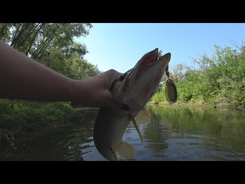 Видео: ПОИСК ХИЩНИКА НА НОВОМ МЕСТЕ. ЛОВЛЮ ЩУКУ И ОКУНЯ. рыбалка 2020. ахтуба