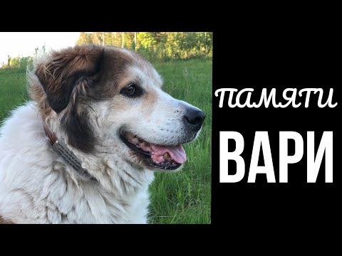 Видео: Памяти ВАРИ #собакаваряг#мойваря#собаки#ялюбдюсобак#приютдлясобак#мывместе