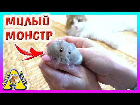 Видео: КАК ВЗЯТЬ В РУКИ ЗЛОГО ХОМЯКА / ПСЕША - РУЧНОЙ ХОМЯК / КАК ПРИРУЧИТЬ ХОМЯКА / Alisa Easy Pets