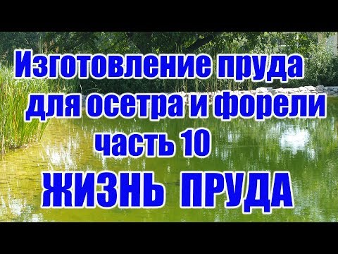 Видео: Изготовление пруда для осетра и форели (часть 10) ЖИЗНЬ ПРУДА