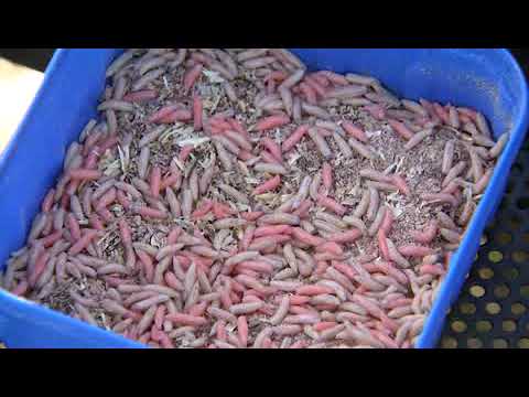 Видео: Рыбалка на Сырдарье... турнир по ловле фидером! место проведения  Арена