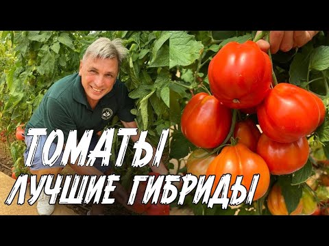 Видео: ЛУЧШИЕ СЕМЕНА ТОМАТОВ на 2024!  Вкусные и урожайные гибриды!