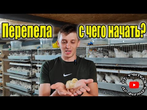Видео: Перепёлки, с чего начать?