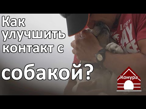 Видео: Контакт с собакой  что это такое и как его улучшить?