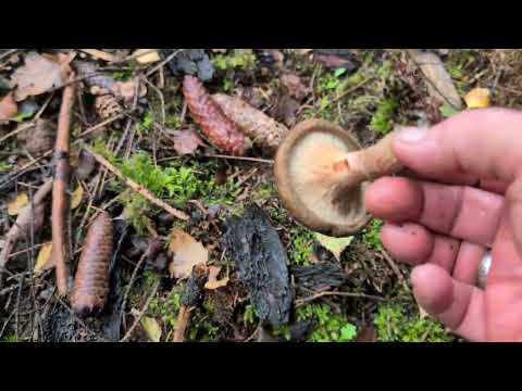 Видео: СЕГОДНЯ МНЕ ПОВЕЗЛО, КАК НИКОГДА В ЭТОМ СЕЗОНЕ! / 1785