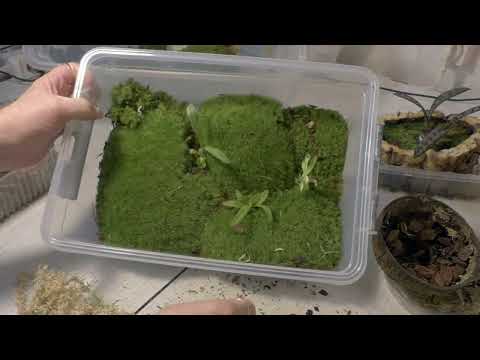 Видео: Маленький Флорариум для Маленьких ОРХИДЕЙ с Живым МХОМ