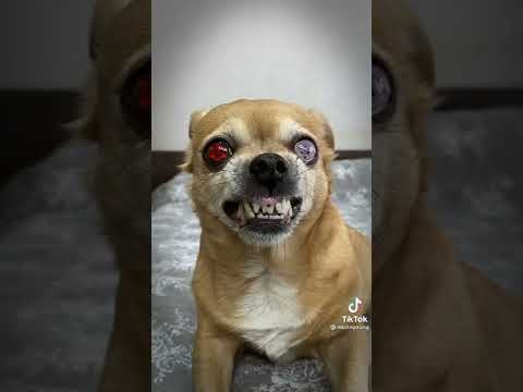 Видео: парень и чихуахуа 😆😆 (3 часть)