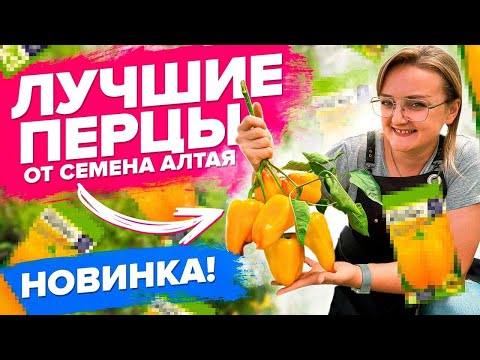 Видео: ТОП-ПЕРЦА 2022 от #семенаалтая