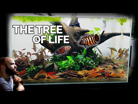 Видео: САМАЯ ТЕРРИТОРИАЛЬНАЯ редкая нано-рыбка!! в ботаническом аквариуме