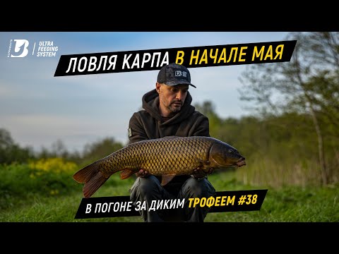 Видео: Ловля карпа в начале мая. В погоне за диким трофеем #38