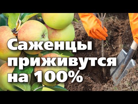 Видео: ПРАВИЛЬНАЯ ПОСАДКА ЯБЛОНИ ОСЕНЬЮ. Подробный мастер класс