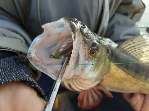 Видео: Поиск судака в сентябре (Шершнёвское вдхр.)