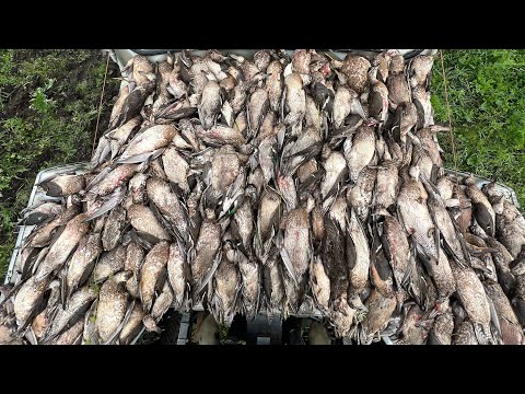 Видео: Тысячи уток #охота на уток 2023