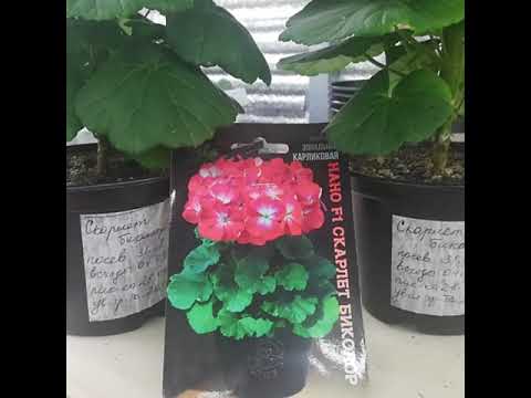 Видео: Пеларгония серии НАНО, выращивание из семян, ПРОДОЛЖЕНИЕ, для пышного цветения формируем куст