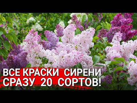 Видео: Все краски  сирени - сразу  20  сортов!