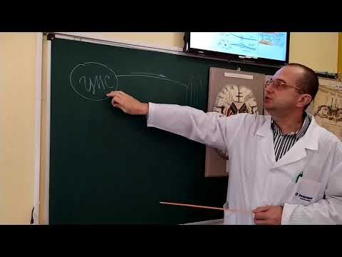 Видео: Лекція. Спинний мозок. ЗДМК. ua