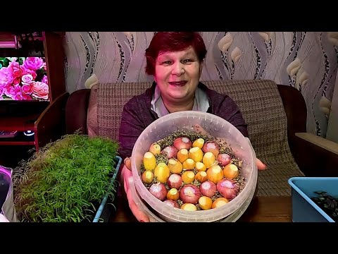 Видео: 🌱🧅СУПЕР СПОСОБ ВЫРАЩИВАНИЯ ЛУКА БЕЗ ЗЕМЛИ!!