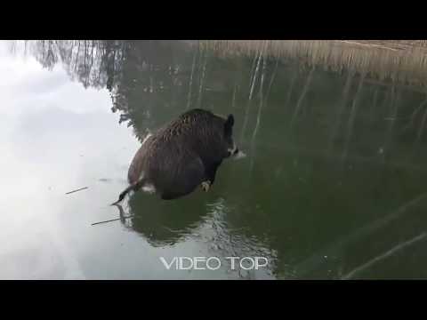 Видео: Атака и необычные случаи в охоте на кабана