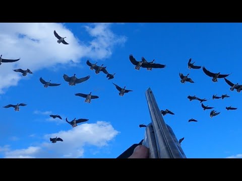 Видео: Охота на гуся весна 2023 год